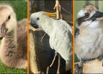 Белощёкая казарка, лимоннохохлый какаду и смеющаяся кукабарра родились в Новосибирском зоопарке