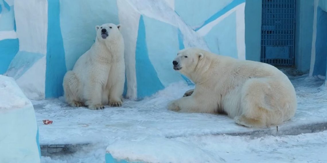 Новосибирцы заподозрили белую медведицу Герду в беременности — что говорят в зоопарке