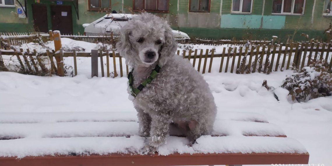 Первый день весны в Новосибирске пройдет с метелями и мокрым снегом