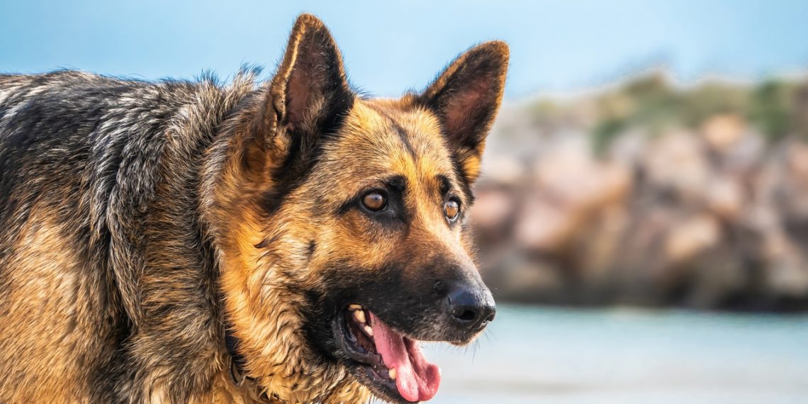 Более 50 агрессивных собак отправила на свободный выгул жительница Новосибирска