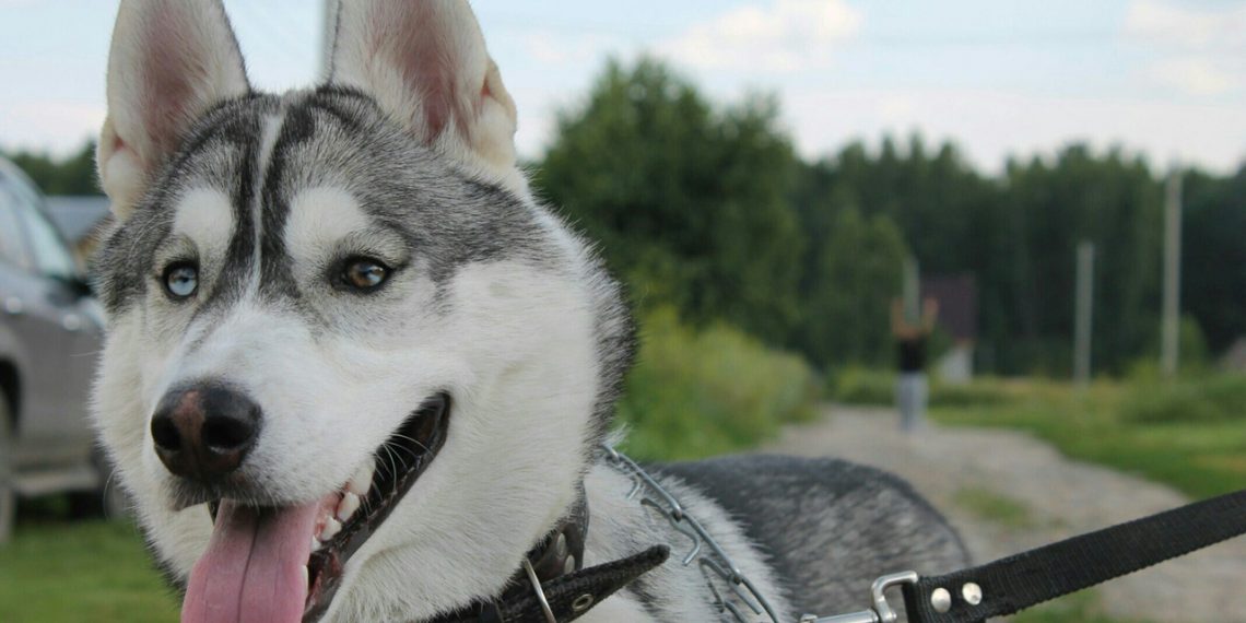 Собачников обяжут выбрасывать отходы питомцев в бумажных пакетах?