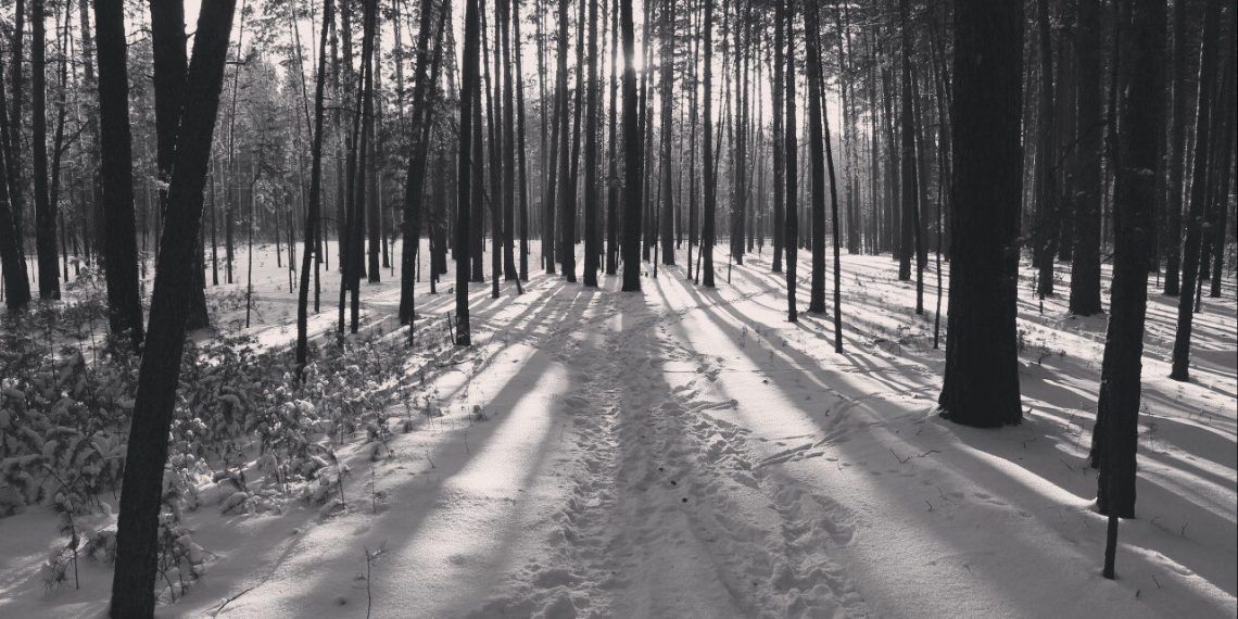 Вырубкой леса в Нижней Ельцовке заинтересовался Бастрыкин
