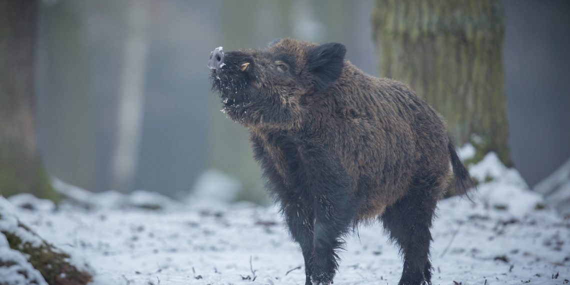 Толпа диких кабанчиков попала в объектив дрона в Новосибирской области