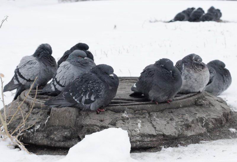 В Новосибирске после плюсовых температур опять подморозит
