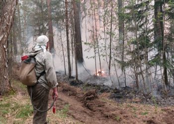 О начале сезона лесных пожаров предупредили сибиряков в МЧС
