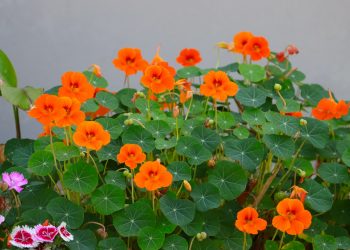 Летом Новосибирск украсят 300 тысяч цветов