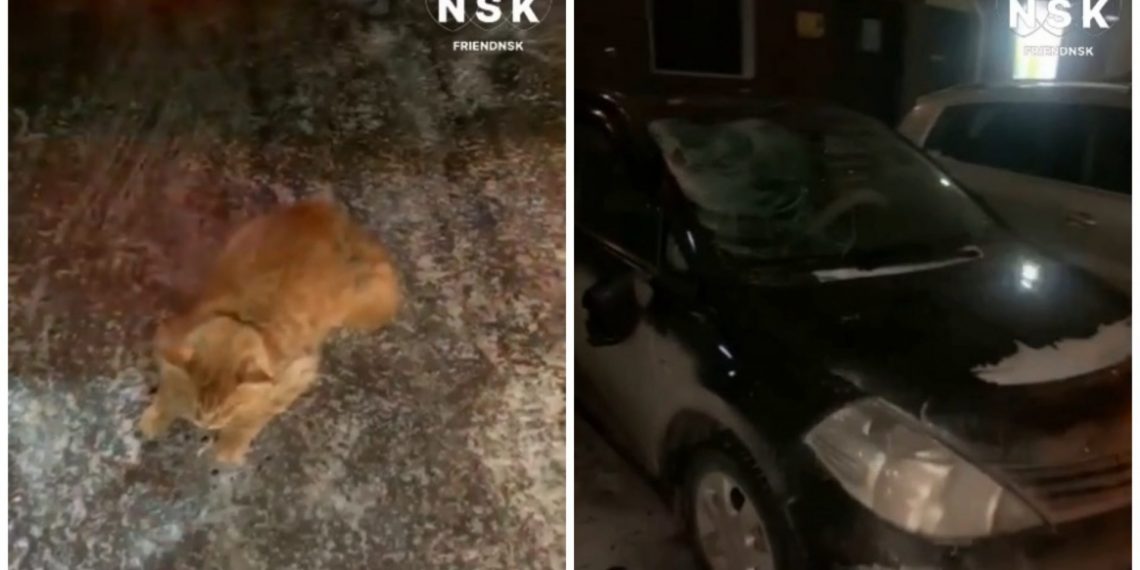 Полиция признала несчастным случаем падение котенка с 11 этажа в Новосибирске