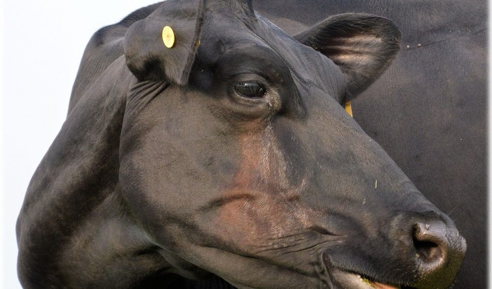В селе Суздалка Новосибирской области нашли очаг бешенства