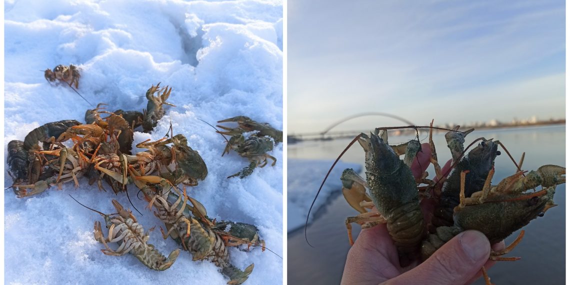 Кишащие раками воды Оби взволновали ученых