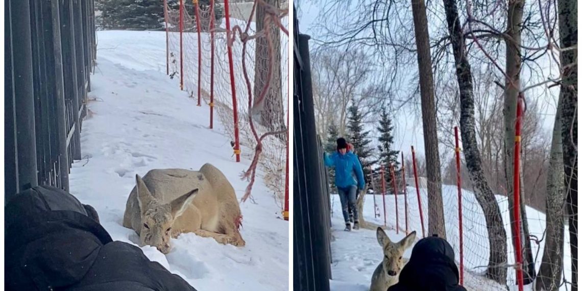 Косулю с искусанной головой нашли в Заельцовском парке