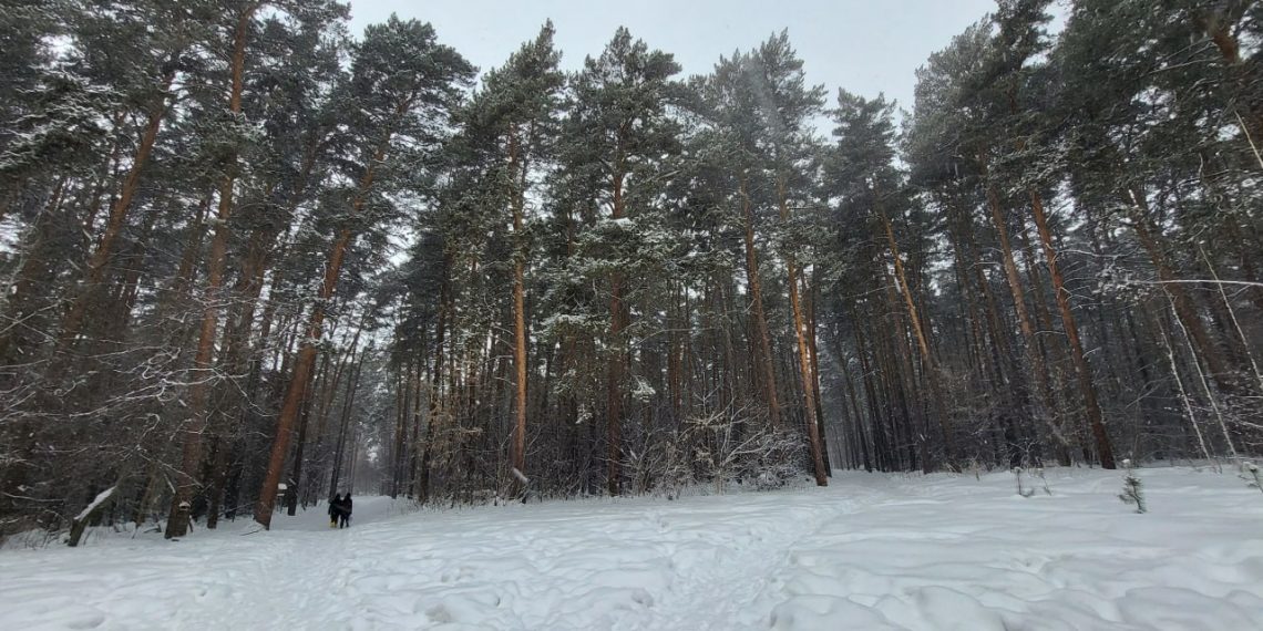 Мэрия запустила опрос для разработки дизайн-проекта Инюшенского бора