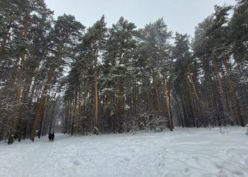 Мэрия запустила опрос для разработки дизайн-проекта Инюшенского бора