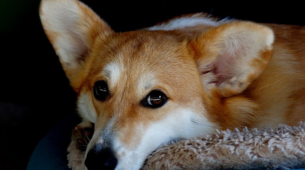 Новосибирские следователи заинтересовались нападением корги на десятилетнюю девочку