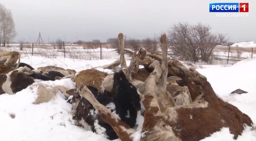 Режим ЧС введут в селе под Новосибирском — там заморили голодом и бросили трупы сотен коров