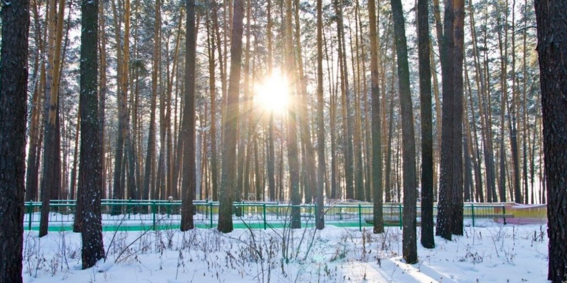 В Новосибирске появится лесной парк «Заельцовский бор»