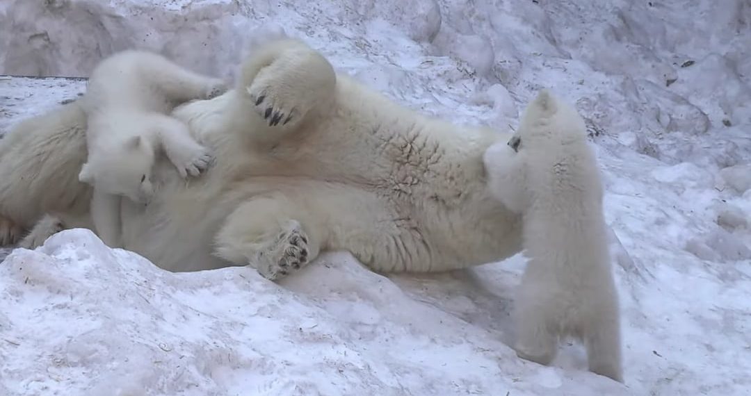 «Замучили мамочку Герду»: видео с озорными медвежатами из Новосибирского зоопарка покорило соцсети