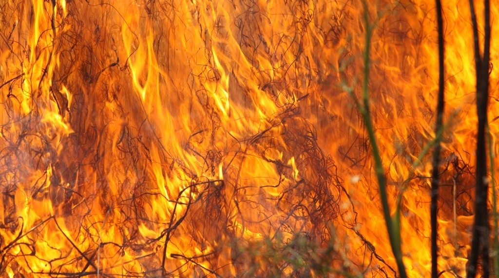 В Новосибирской области ввели особый противопожарный режим с 24 апреля по 15 мая