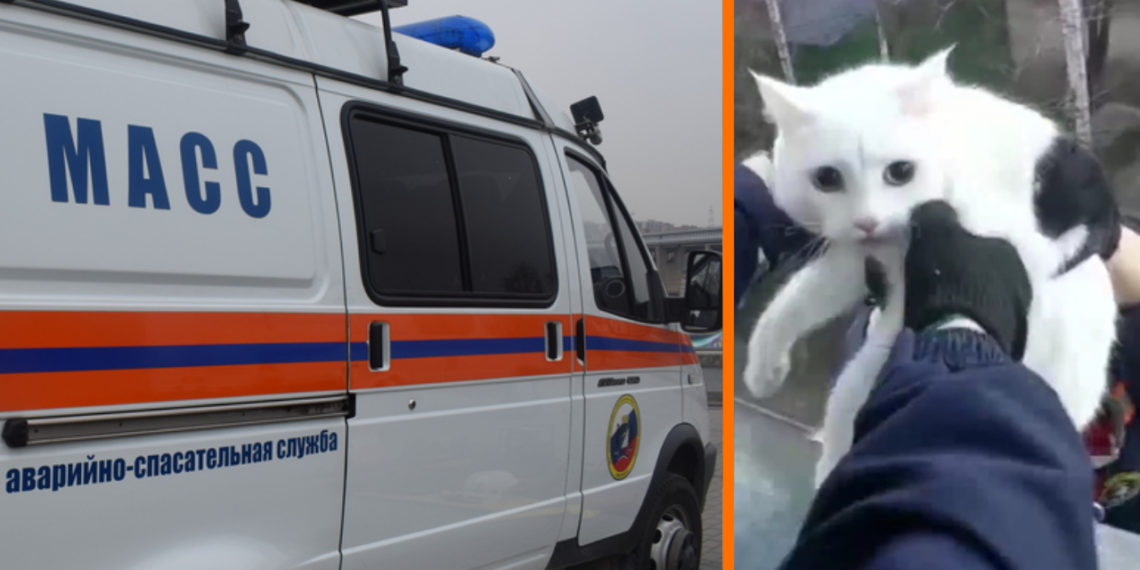 Застрявшему на 6 этаже коту пришли на помощь новосибирские спасатели