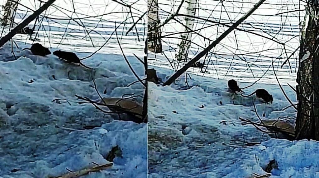 В Новосибирске крысы терроризируют жителей нескольких домов