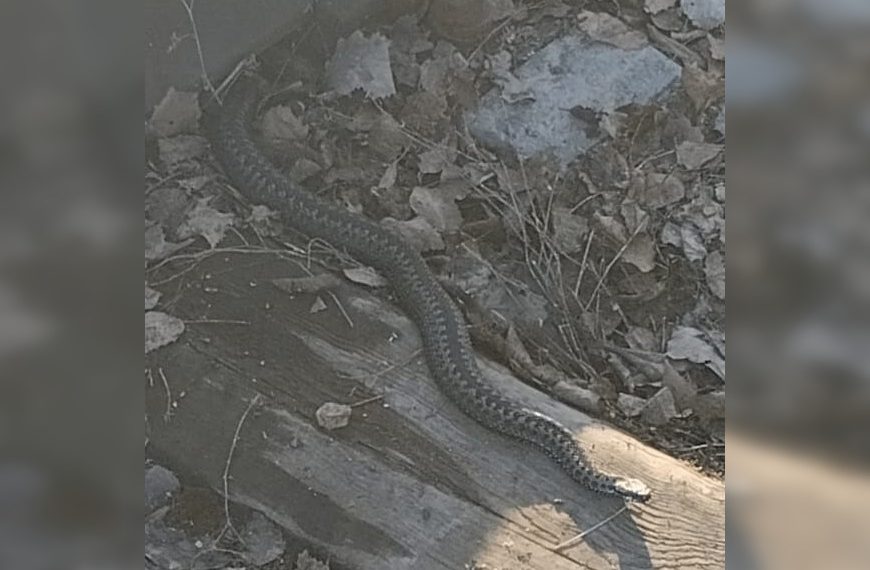 Жители Новосибирской области заметили первых гадюк