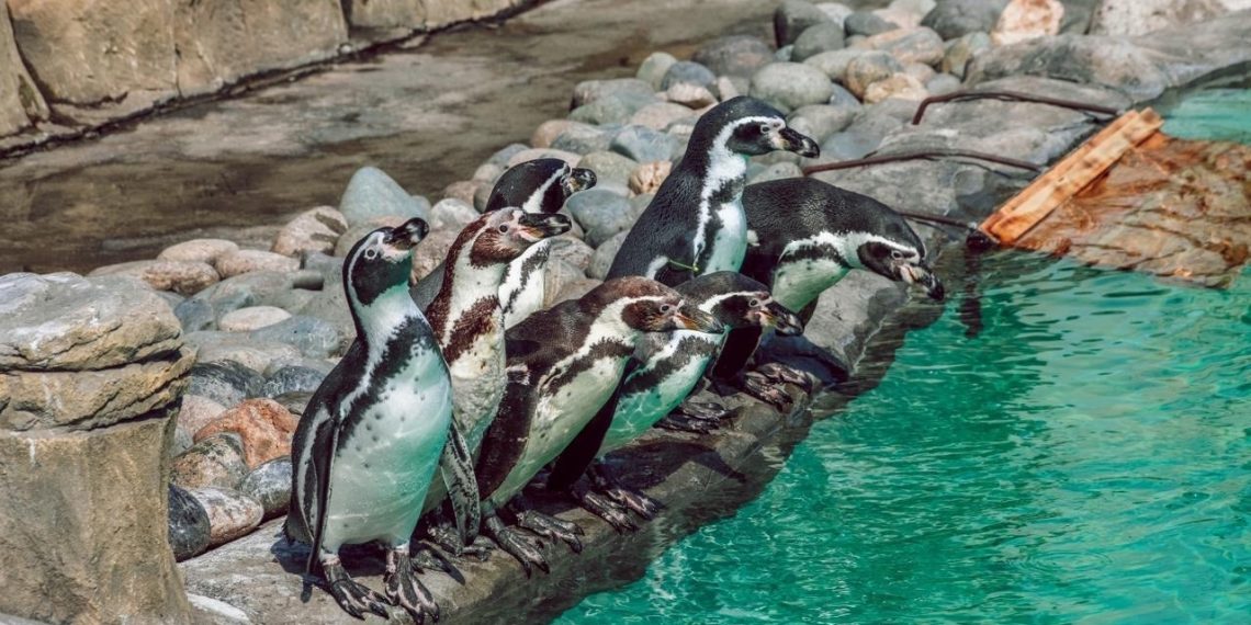 В Новосибирском зоопарке пингвинов выпустили в уличные вольеры после зимы