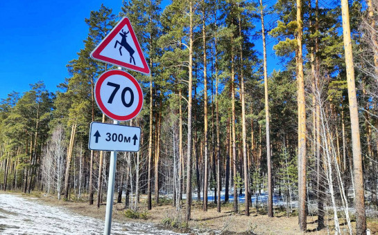 В НСО из-за невнимательных водителей в три раза выросло число погибших животных