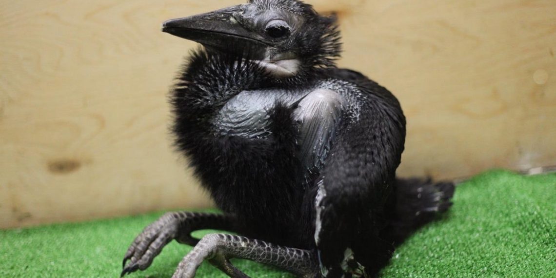 В Новосибирском зоопарке впервые на свет появились два птенца абиссинского рогатого ворона
