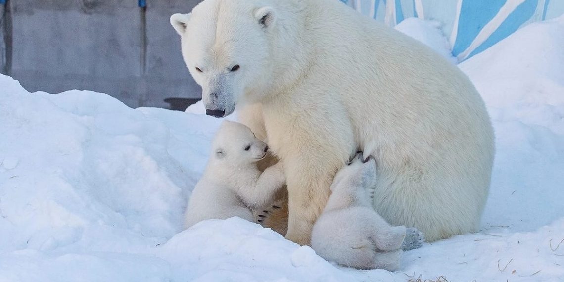 Новосибирцы выберут имена новорожденным медвежатам Кая и Герды