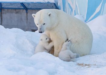 Новосибирцы выберут имена новорожденным медвежатам Кая и Герды