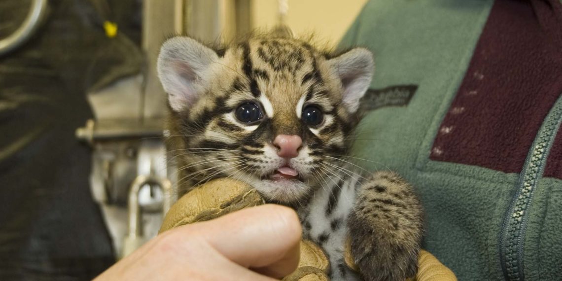 Мама-оцелот отказалась выкармливать своего детёныша в Новосибирском зоопарке
