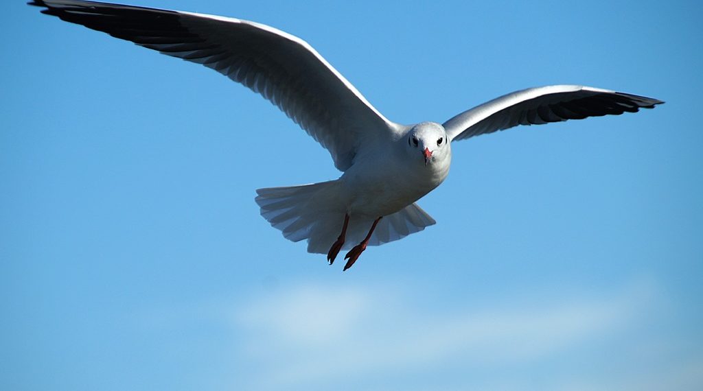 Воздушная авария: чайка врезалась в самолет рейса «Москва-Новосибирск»
