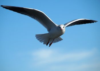 Воздушная авария: чайка врезалась в самолет рейса «Москва-Новосибирск»