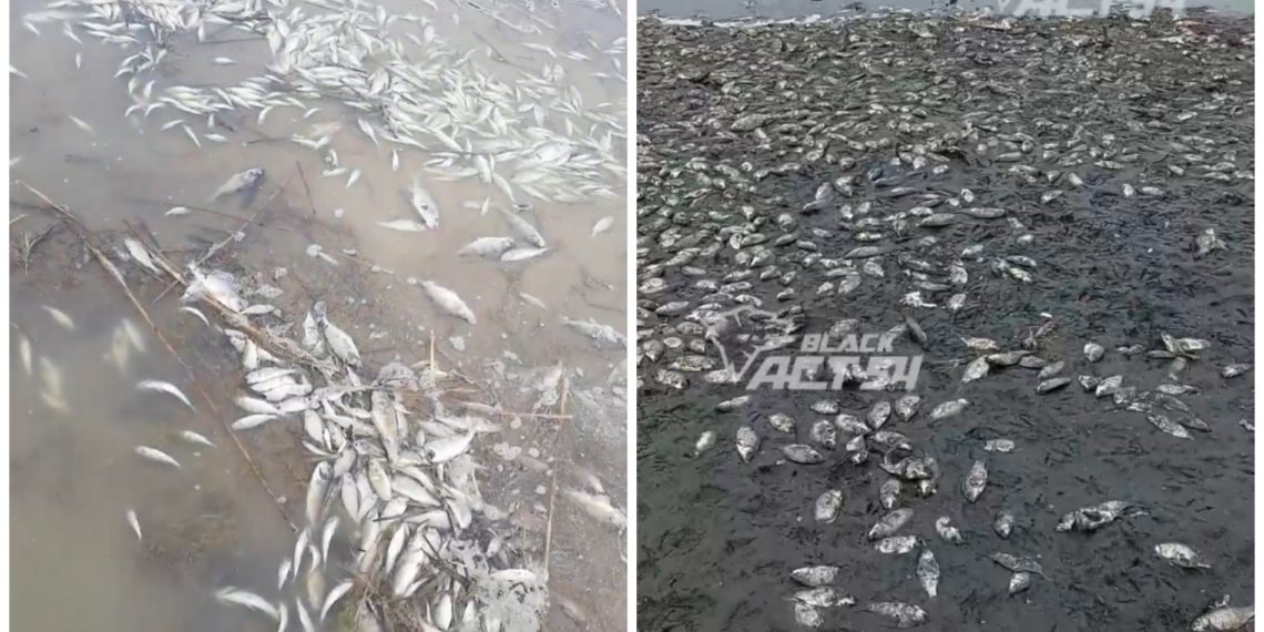 Новосибирцы обеспокоены массовой гибелью рыбы в озерах региона