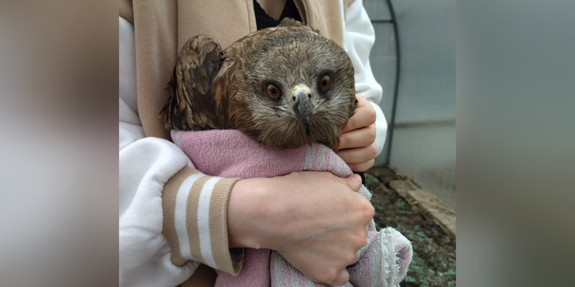 «Уплетает цыплят за обе щеки»: сибирячка спасла раненого коршуна на трассе под Новосибирском