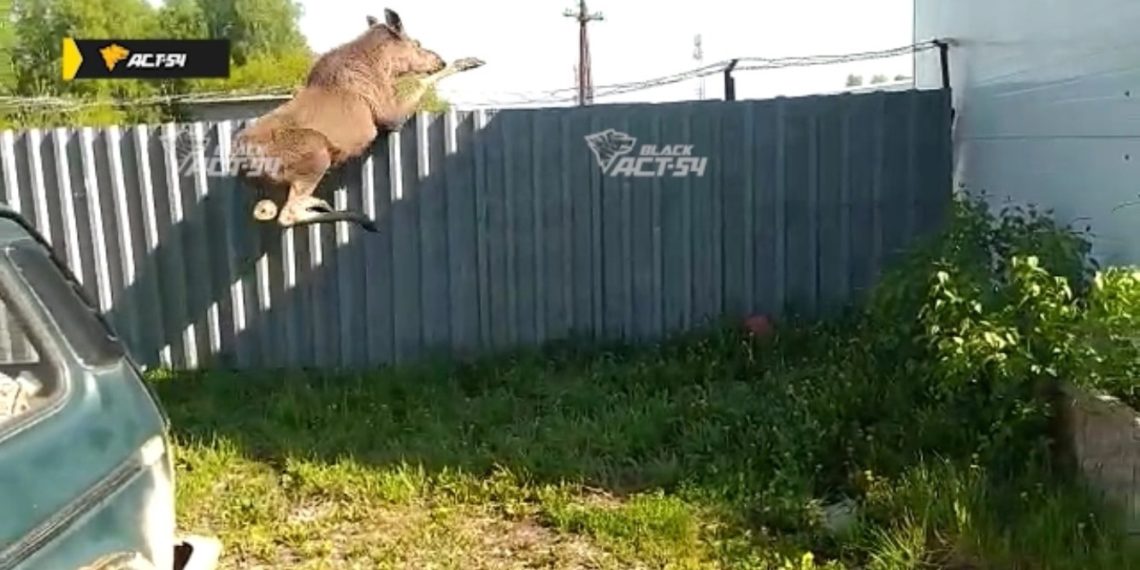 Испуганный лось спасался бегством через забор в Пашино