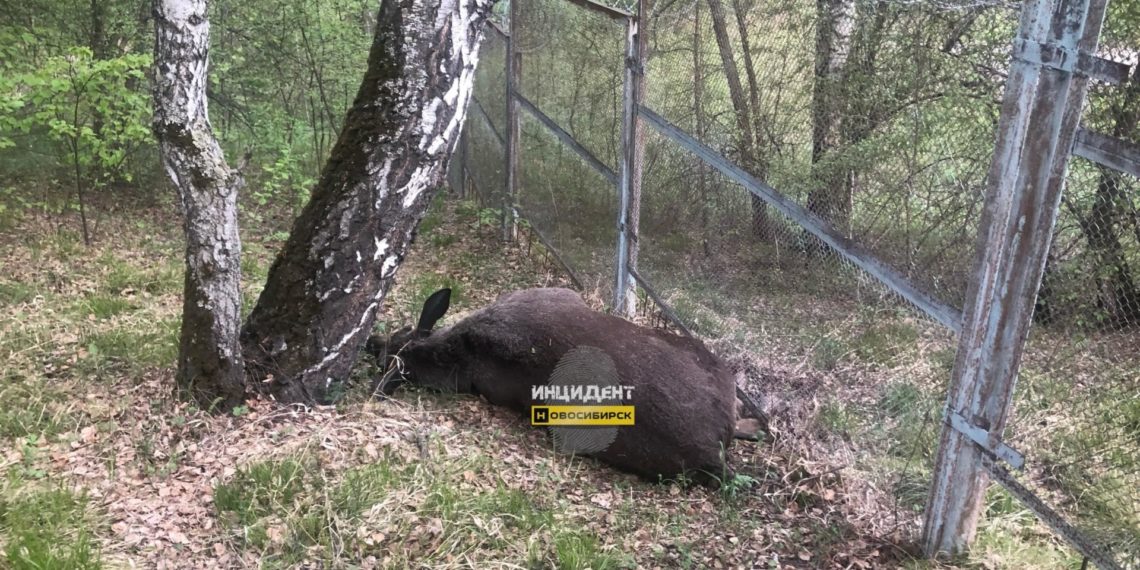 В Академгородке местные жители нашли труп лося