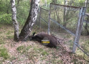 В Академгородке местные жители нашли труп лося