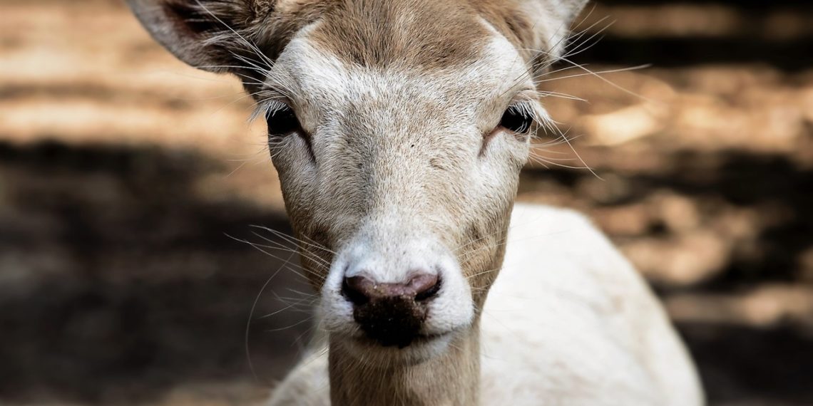Трое новосибирцев получили условный срок за незаконное убийство двух косуль