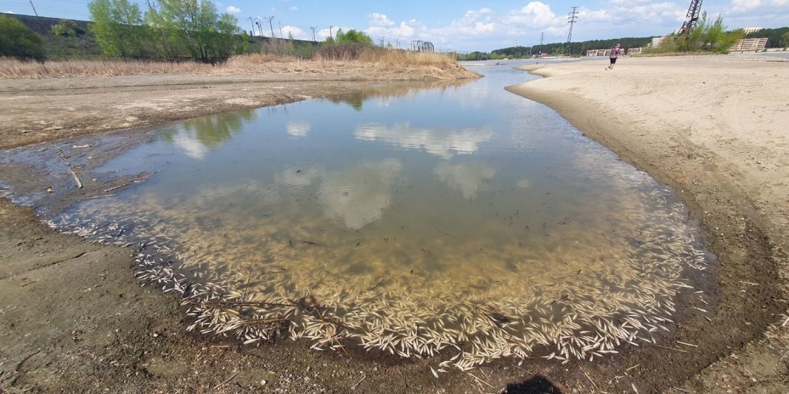 Массовая гибель рыбы замечена в Новосибирской области на реке Бердь