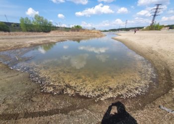 Массовая гибель рыбы замечена в Новосибирской области на реке Бердь