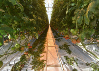 Алтайская компания требует признать банкротом новосибирский агрокомбинат «Сады гиганта»