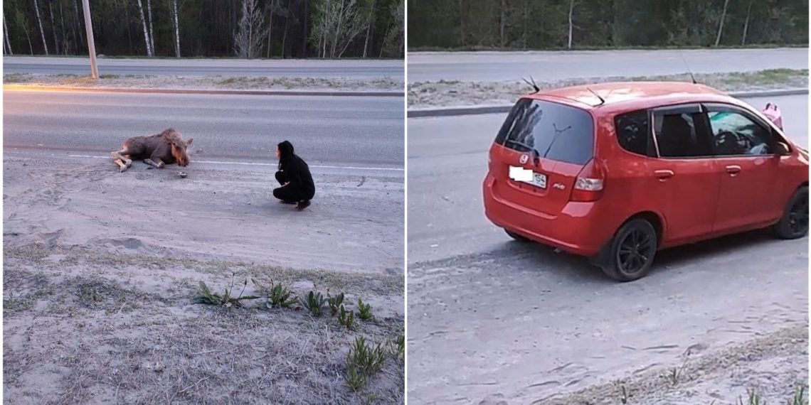 Лось погиб после столкновения с красной Honda на Бердском шоссе