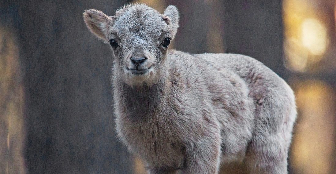 В Новосибирском зоопарке показали новорождённую малышку редкого аргали