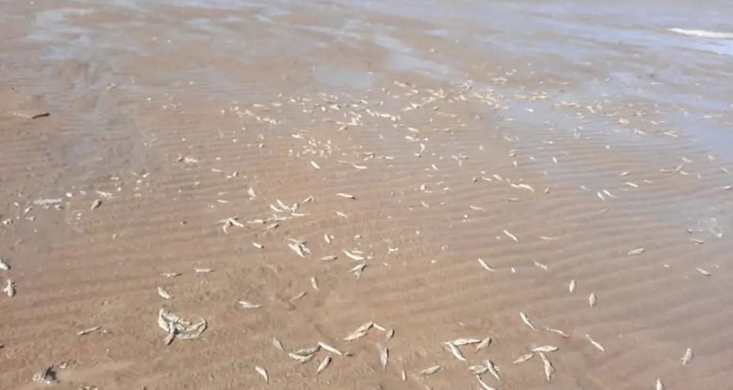 «Всё в трупах»: тысячи мёртвых рыб обнаружили новосибирцы на берегу Обского моря