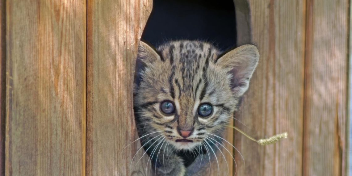 В Новосибирском зоопарке у кошек Жоффруа родилась двойня