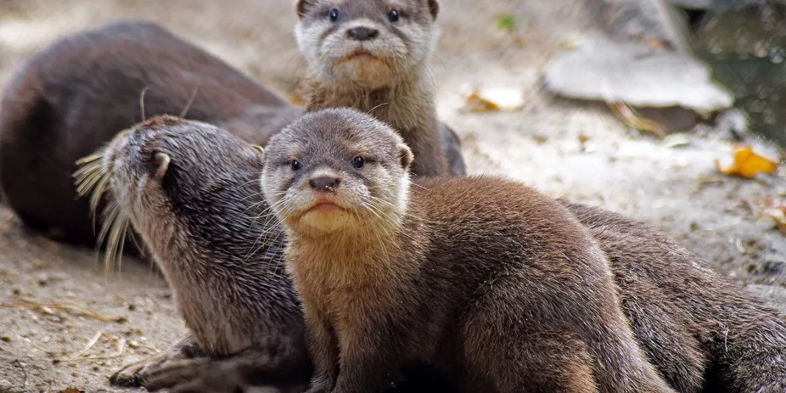 Маленькие бескоготные выдры родились в Новосибирском зоопарке
