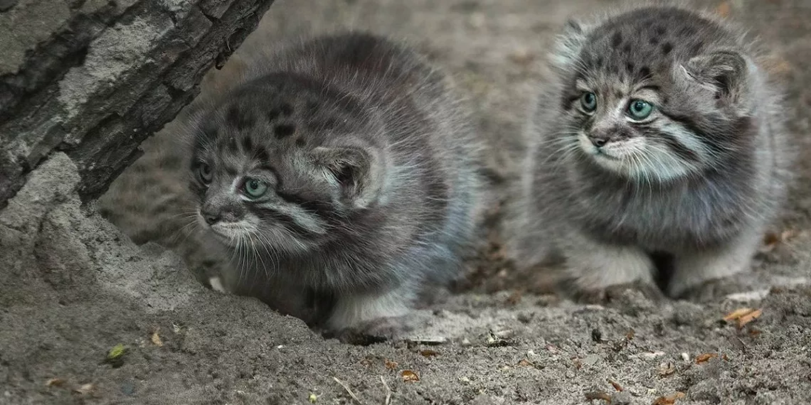 Пушистые комочки: пять манулят вышли на прогулку в Новосибирском зоопарке