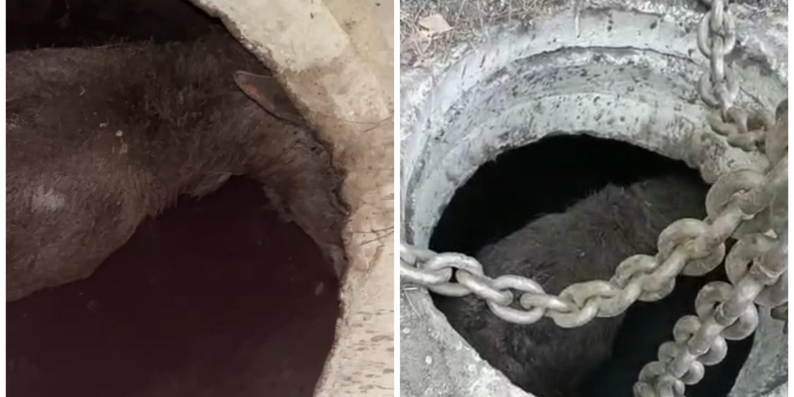 Операцию по спасению лося из колодца развернули в Первомайском районе Новосибирска