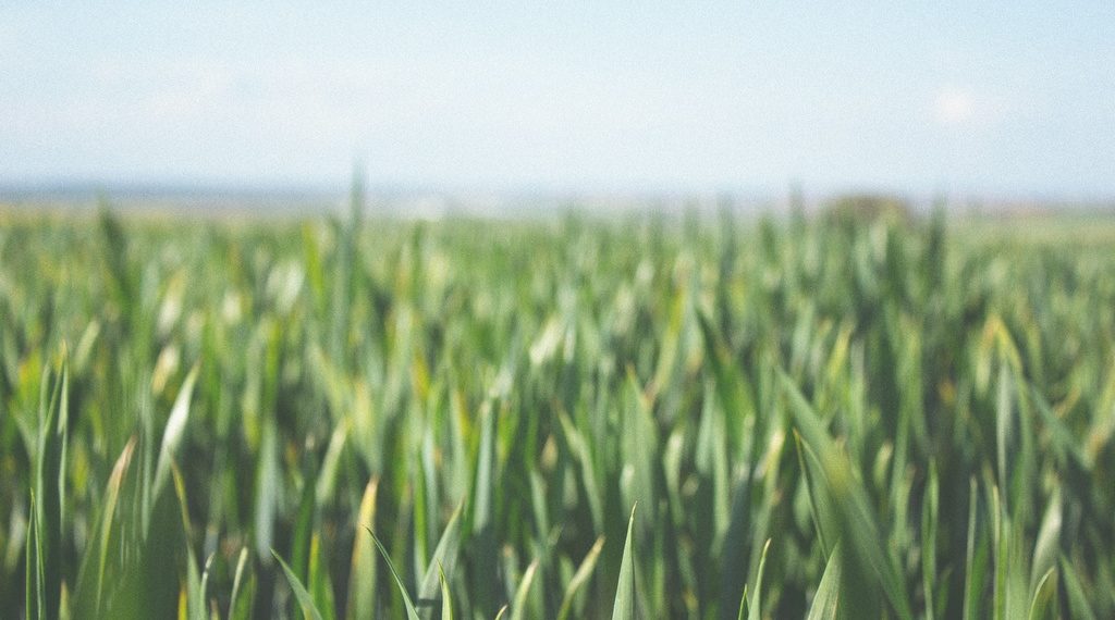 Пересев погибших от засухи культур начали в Новосибирской области