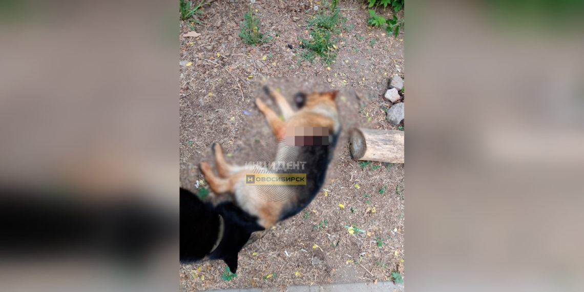В Новосибирске неизвестный расправился с собакой на глазах у детей